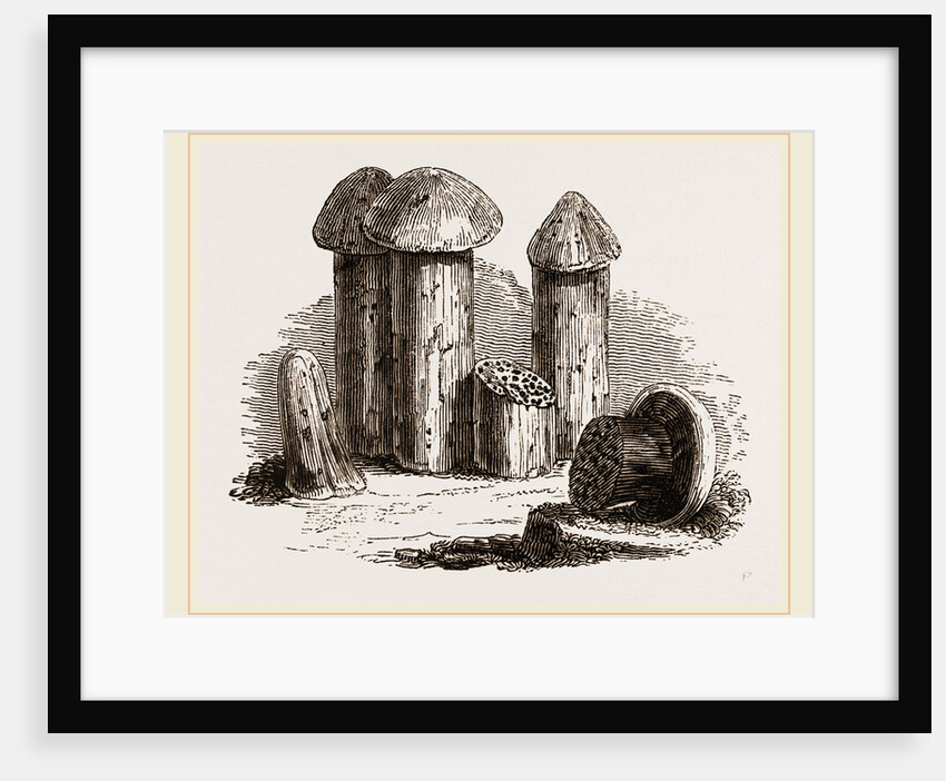 Turret Nests of White Ants by Anonymous