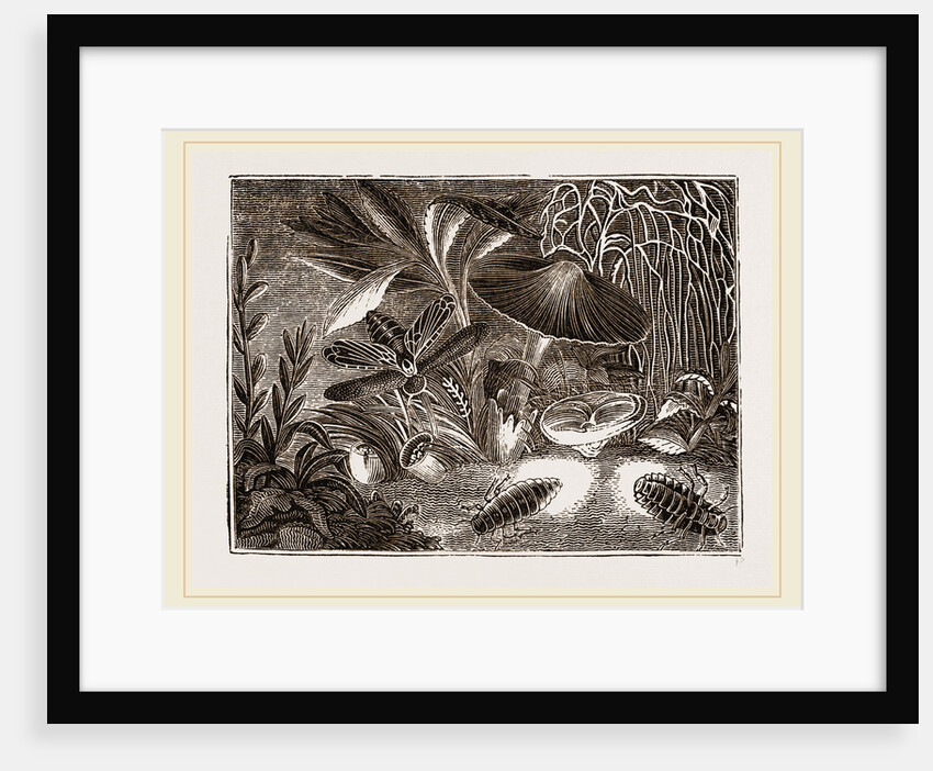 Glow worms by Anonymous