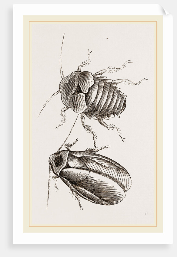 Giant Cockroach by Anonymous