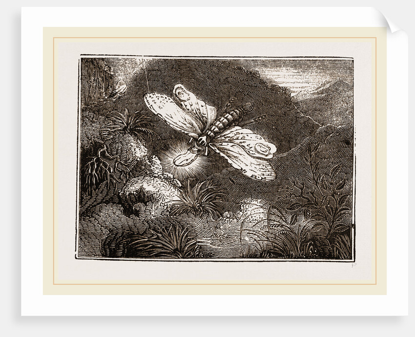 Lantern-Fly by Anonymous