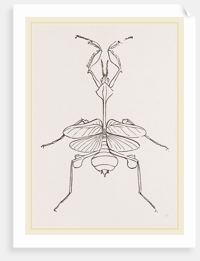 Mantis gongylodes by Anonymous