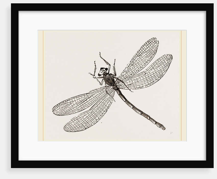 Virgin Dragon-fly by Anonymous