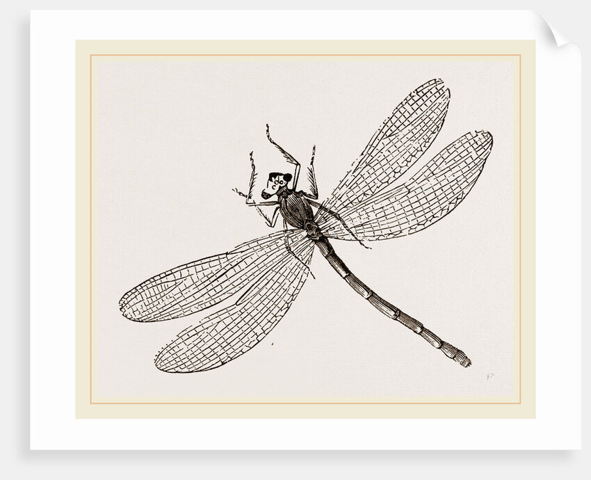 Virgin Dragon-fly by Anonymous