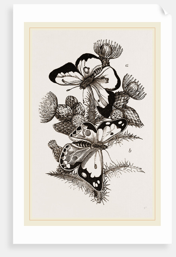 Clouded Butterflies by Anonymous