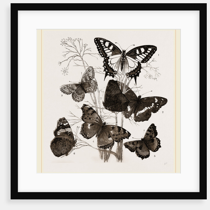 Group of Butterflies by Anonymous