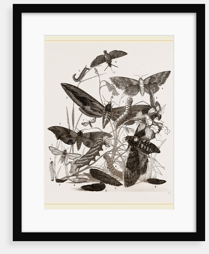 Group of Hawk-Moths Caterpillars and Pupae by Anonymous