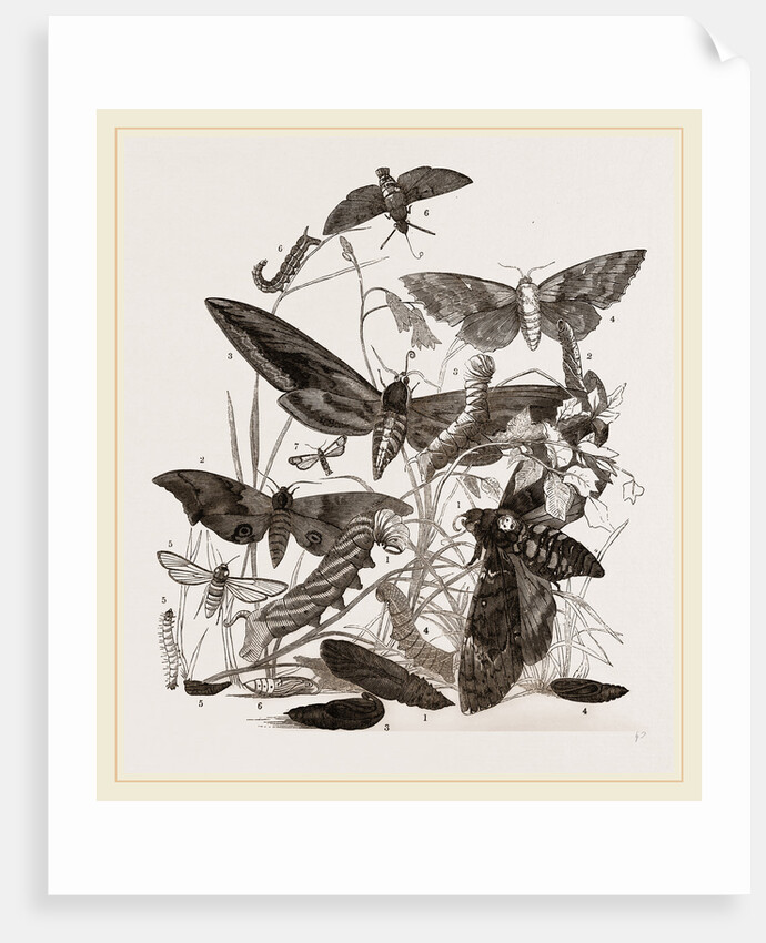 Group of Hawk-Moths Caterpillars and Pupae by Anonymous