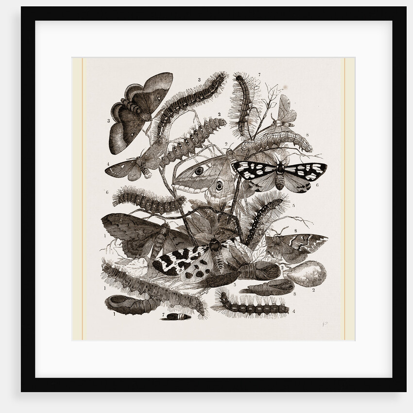 Group of Moths Caterpillars and Pupae by Anonymous
