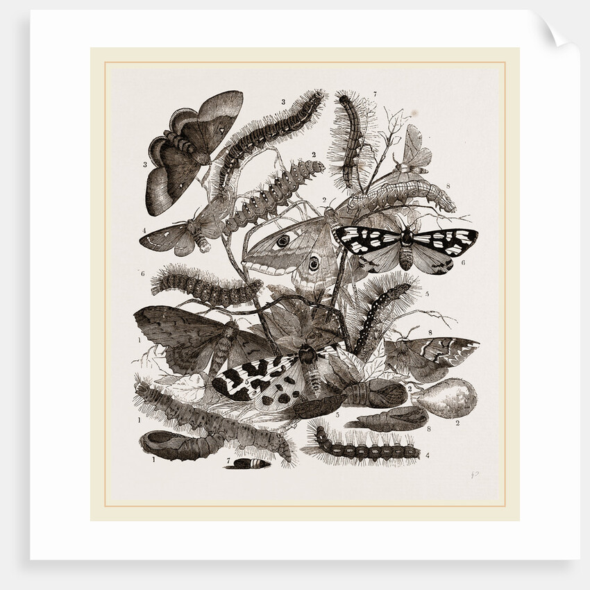 Group of Moths Caterpillars and Pupae by Anonymous
