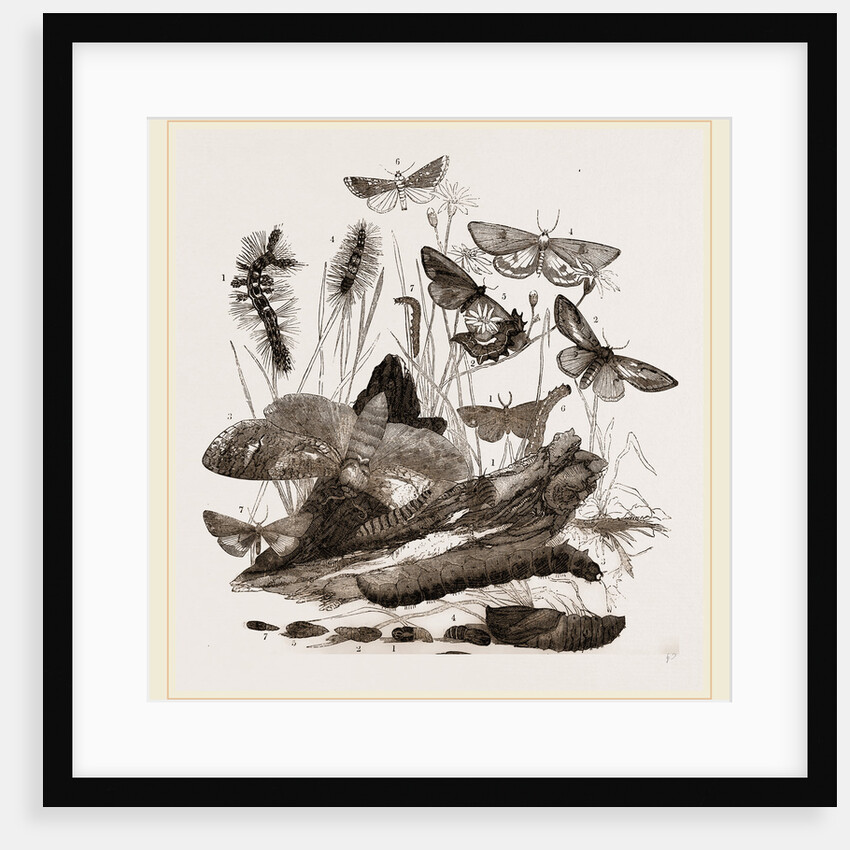 Group of Moths Caterpillars and Pupae by Anonymous