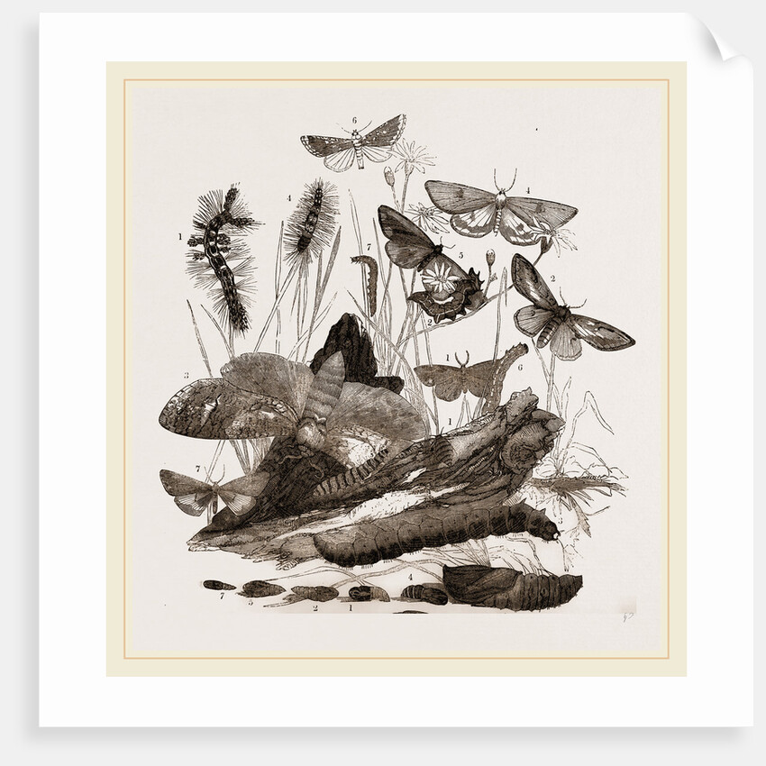 Group of Moths Caterpillars and Pupae by Anonymous