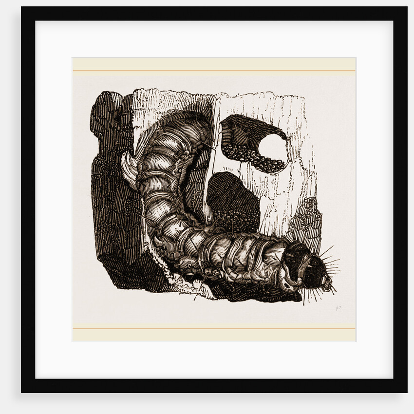 Caterpillar of Goat-Moth by Anonymous