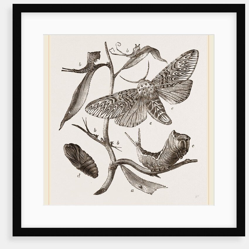 Transformations of Puss-Moth by Anonymous