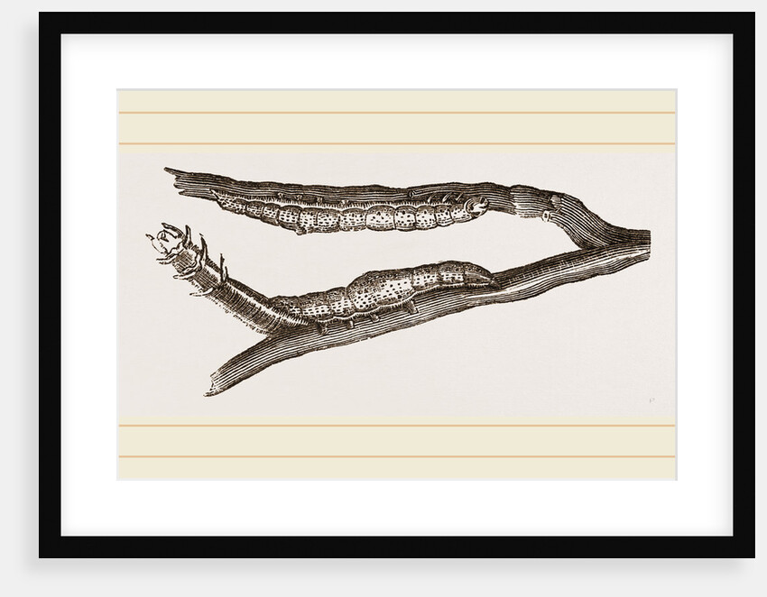 Caterpillars of Clifton Nonpareil by Anonymous