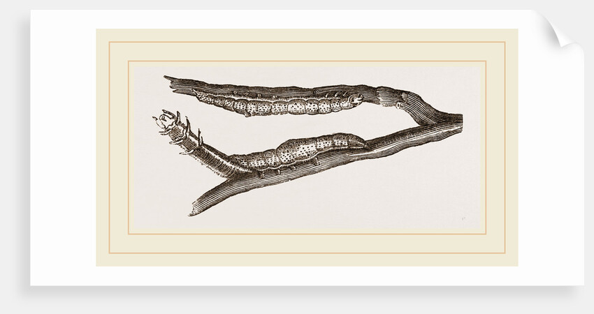 Caterpillars of Clifton Nonpareil by Anonymous