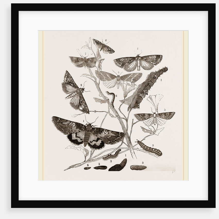 Group of Moths Caterpillars and Pupae by Anonymous
