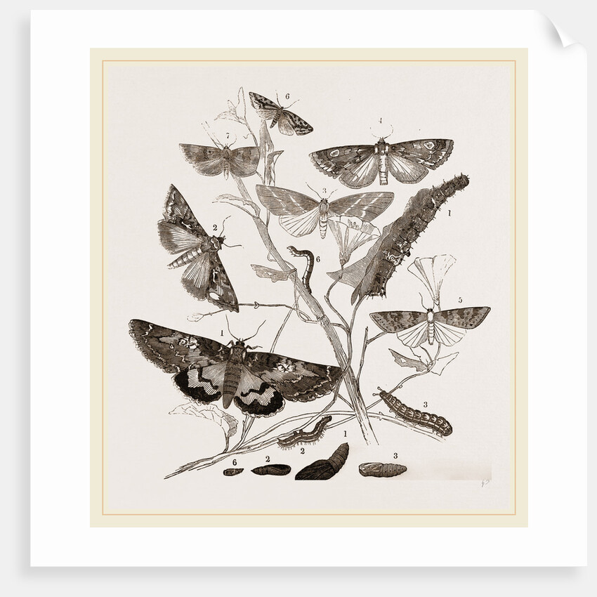 Group of Moths Caterpillars and Pupae by Anonymous