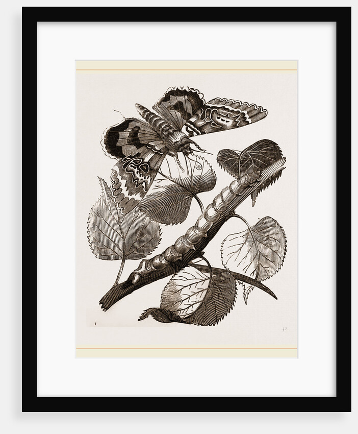 Crimson-underwing Moth and Caterpillar by Anonymous