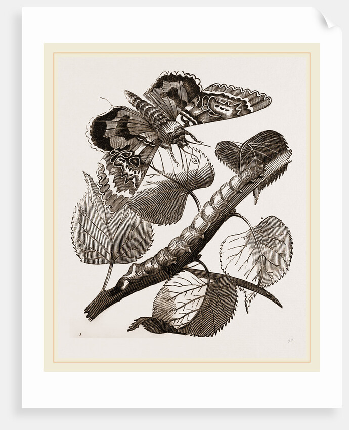 Crimson-underwing Moth and Caterpillar by Anonymous
