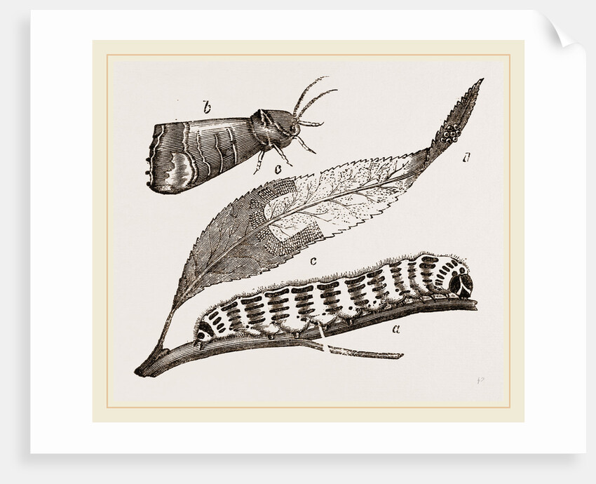 Buff-tip Moth and Caterpillar by Anonymous