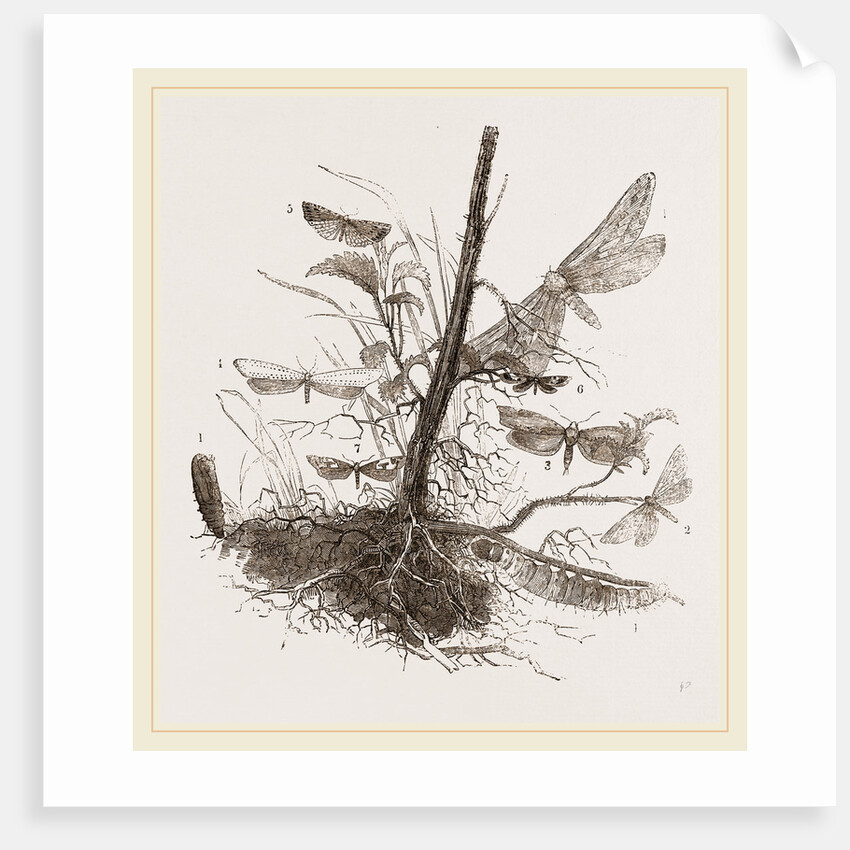Group of Moths by Anonymous