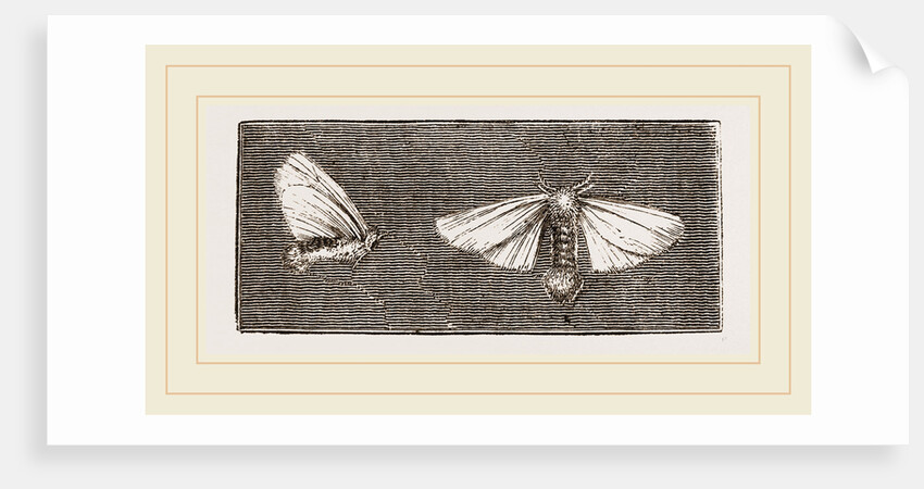 Females of Crown and Golden-tailed Moths by Anonymous