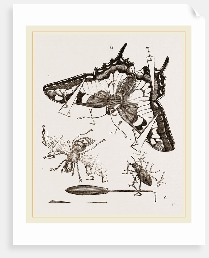 Mode of Setting out Insects by Anonymous