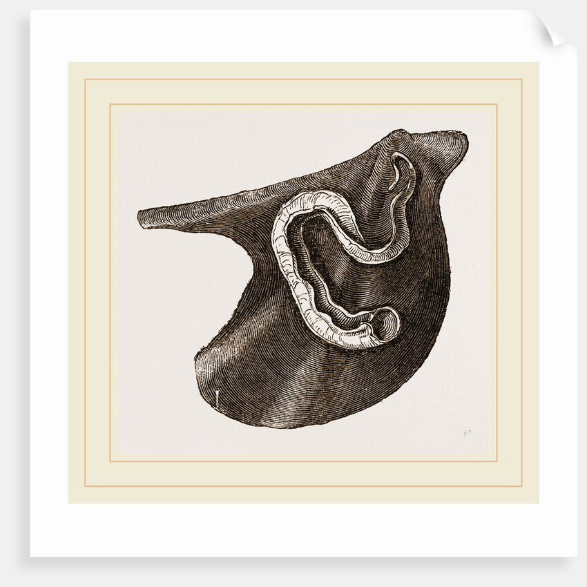 Vermilia triquetra by Anonymous