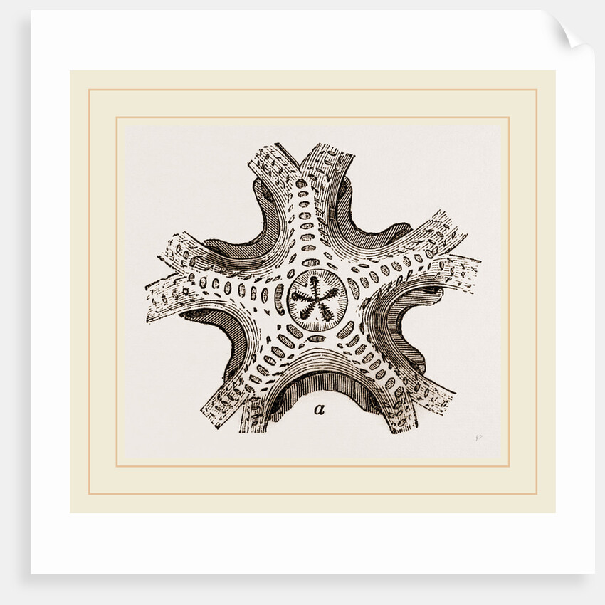 Euryale costosa by Anonymous