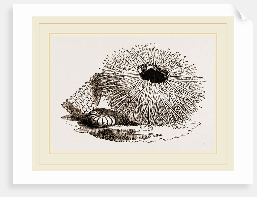 Echinus esculentus by Anonymous