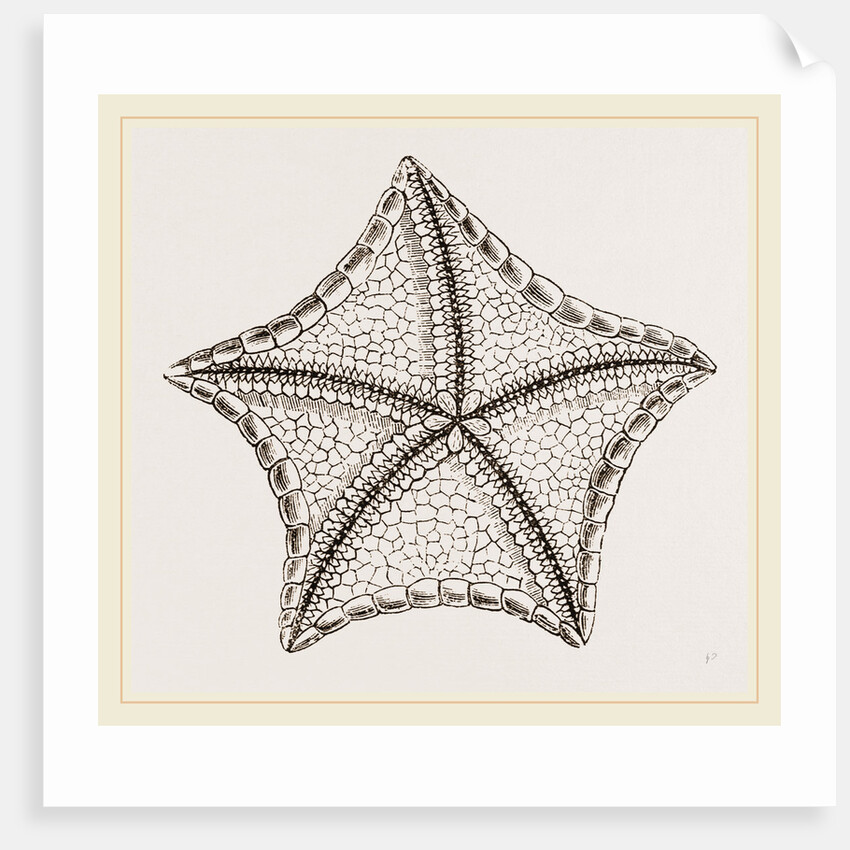 Asterias tessellata by Anonymous