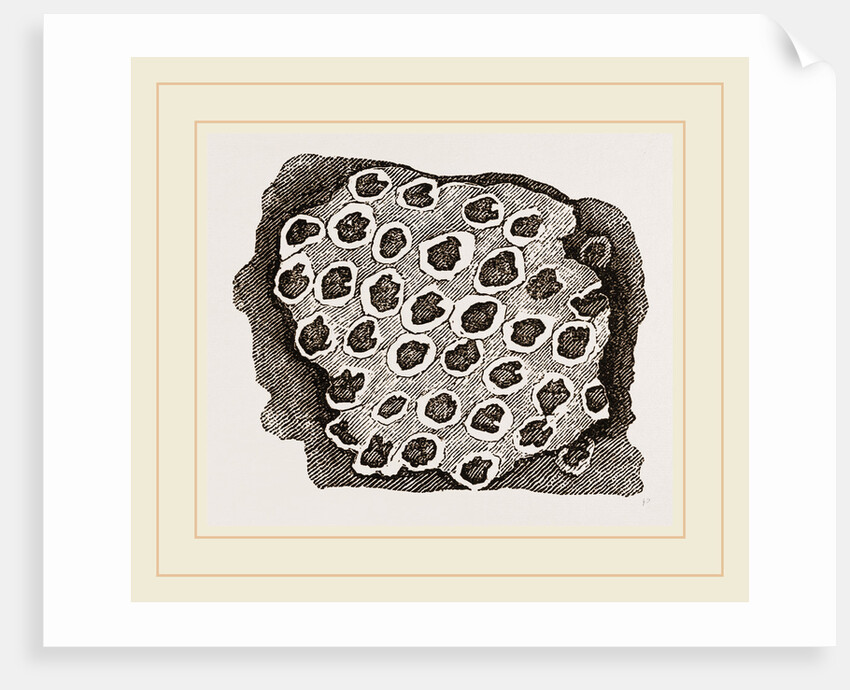 Flustra dentata by Anonymous