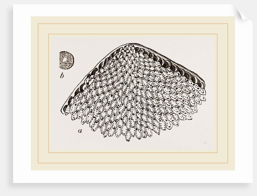 Lunulite en parasol by Anonymous