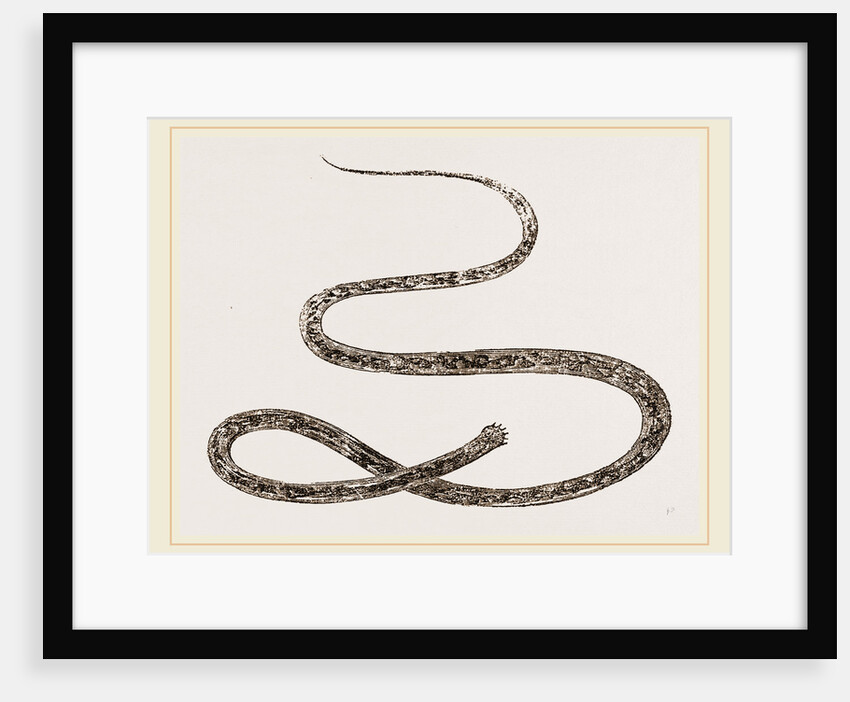 Strongylus equinus by Anonymous