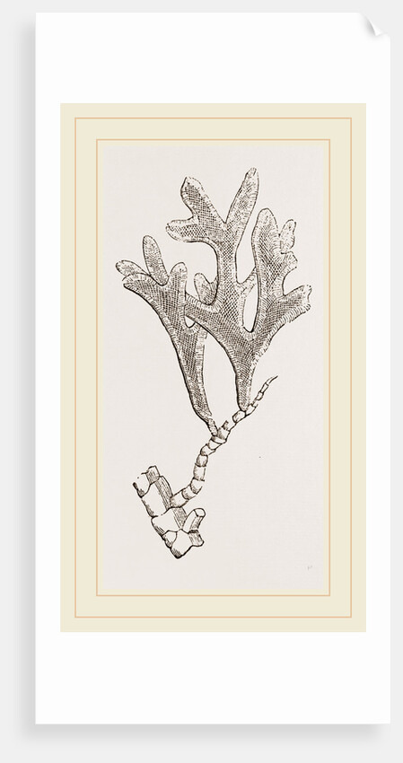 Andonea foliifera by Anonymous