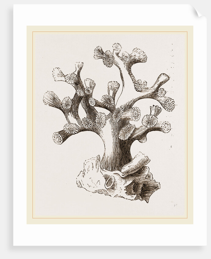Oculina axillaris by Anonymous