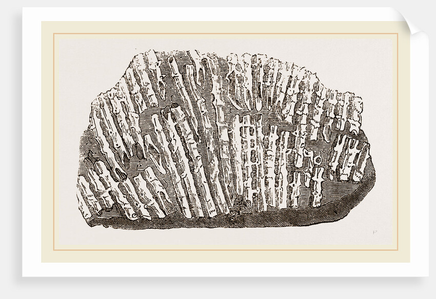 Syringopora geniculata by Anonymous