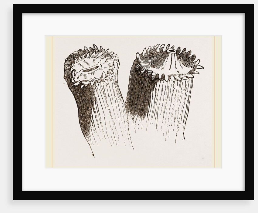 Animal cf Cladocora cespitosa by Anonymous