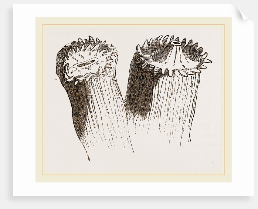 Animal cf Cladocora cespitosa by Anonymous