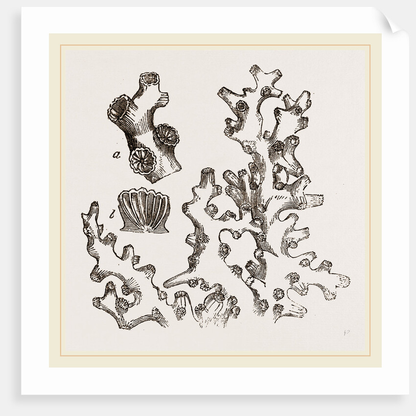 Dentipora virginea by Anonymous