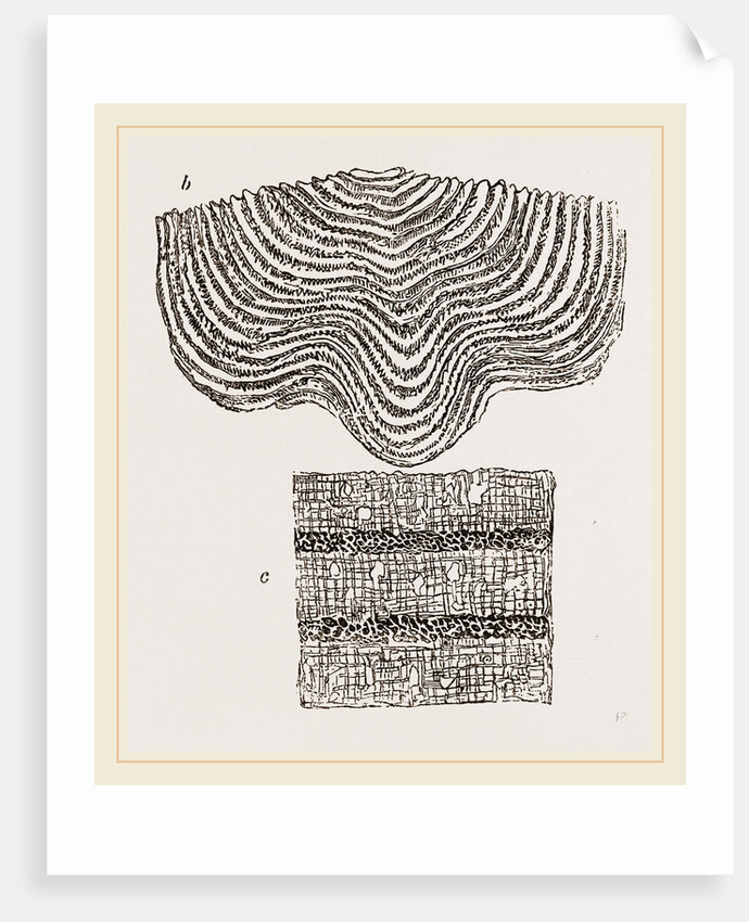 Stromatopora subconcentrica by Anonymous