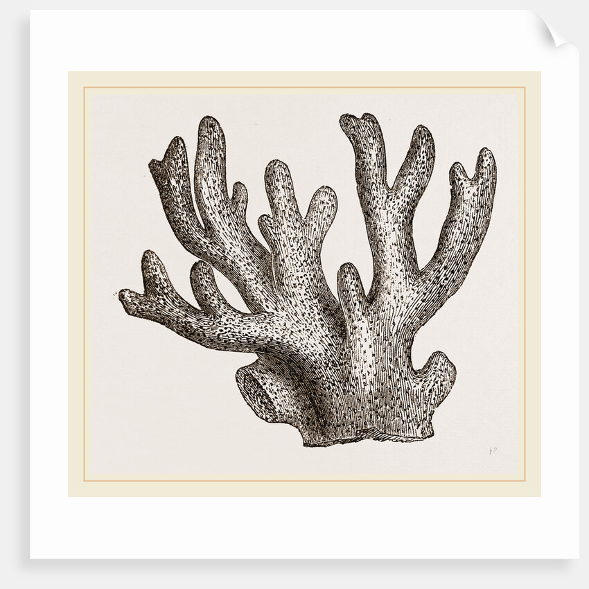 Palmipora alcicornis by Anonymous