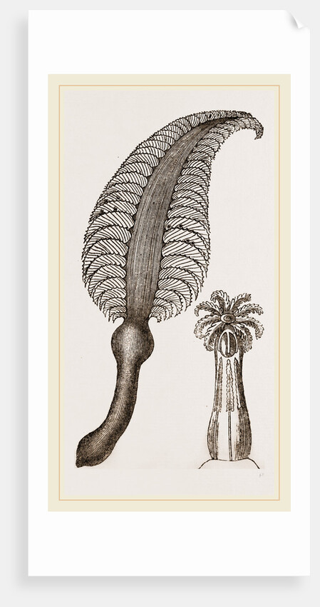 Pennatula grisea by Anonymous
