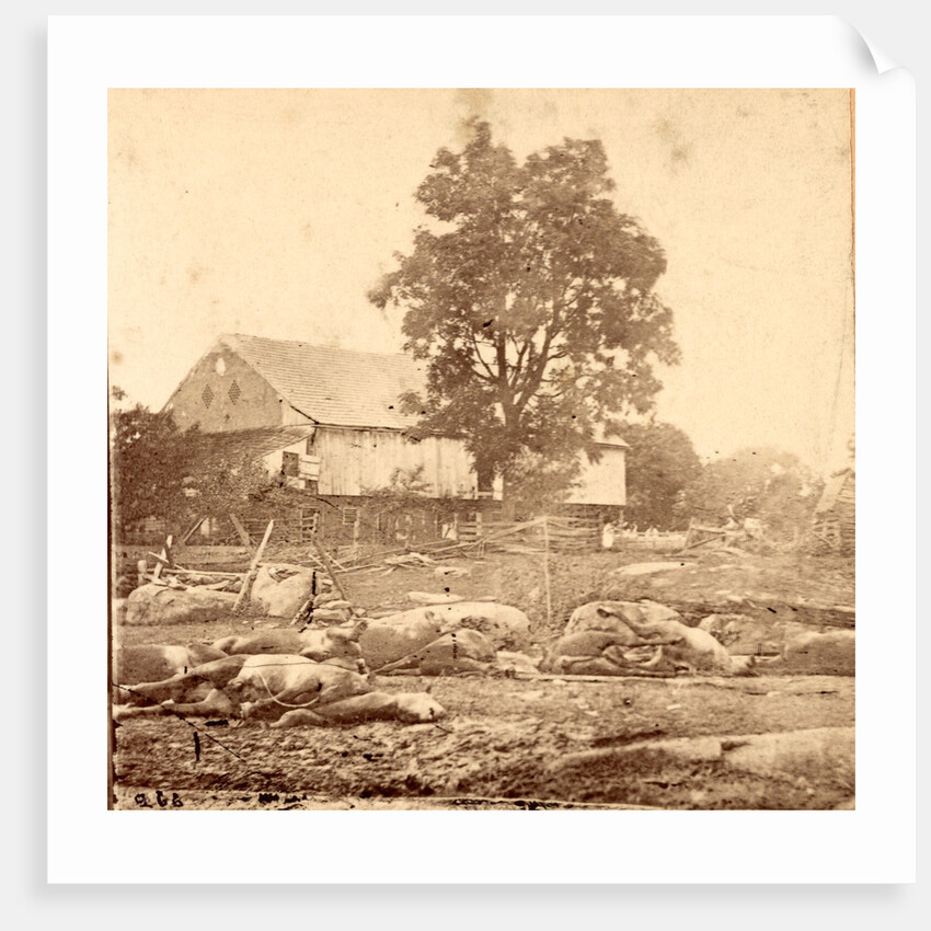 In Trossel's barnyard, Gettysburg by Anonymous