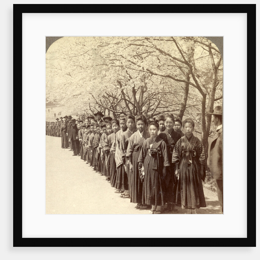 Holiday outing of a Japanese school, under the beautiful cherry blossoms, Tokyo, Japan by Anonymous