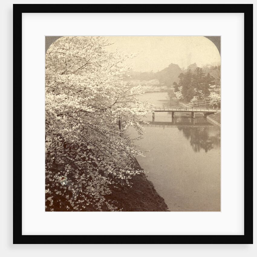Cherry-blossoms along the moat surrounding the Imperial Palace Park, Tokyo, Japan by Anonymous