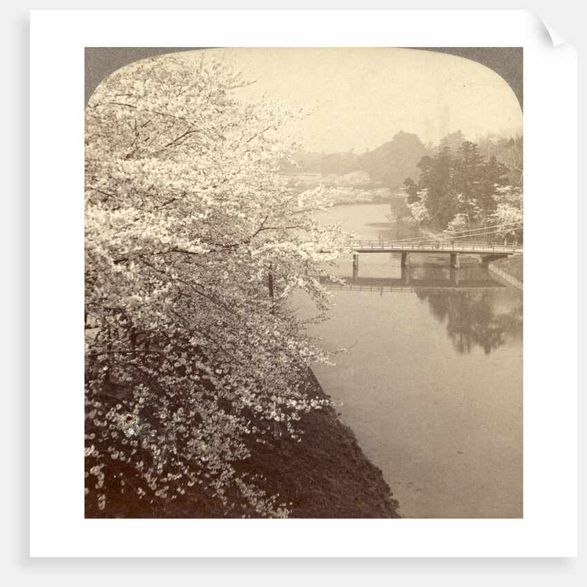 Cherry-blossoms along the moat surrounding the Imperial Palace Park, Tokyo, Japan by Anonymous