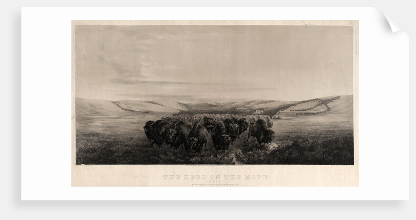 The herd on the move by W.J. Hays