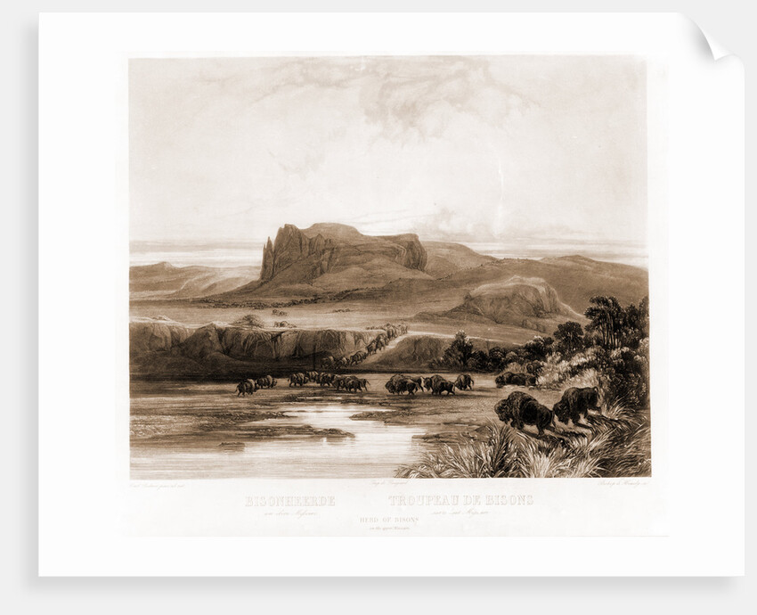 Herd of Bisons on the upper Missouri by Anonymous