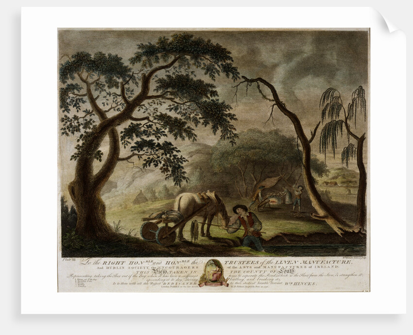 The flax out of the bog when it has lain a sufficient time to separate the rind by Anonymous